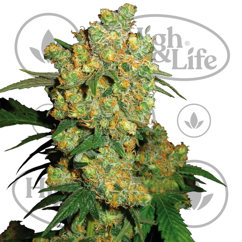 Big Bud