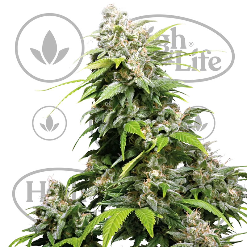 California Indica