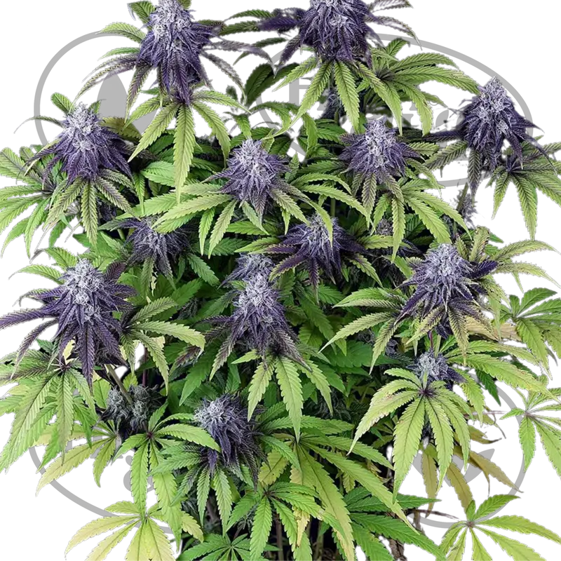 Peyote WiFi CBD 2