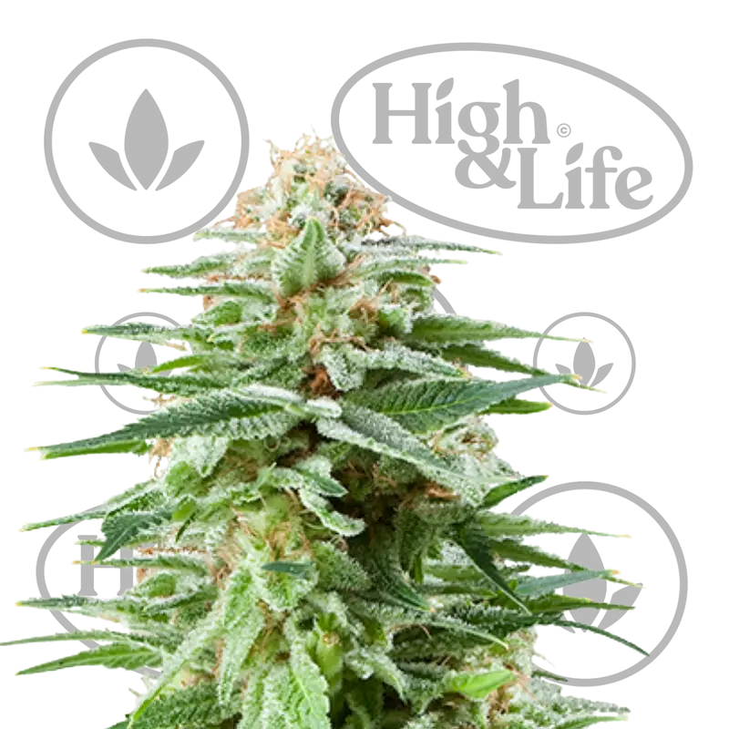 White Widow